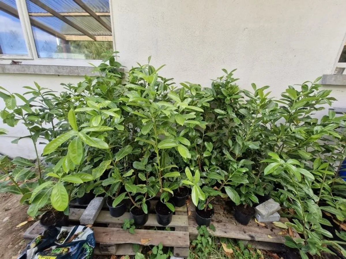 laurel hedging - Image 2