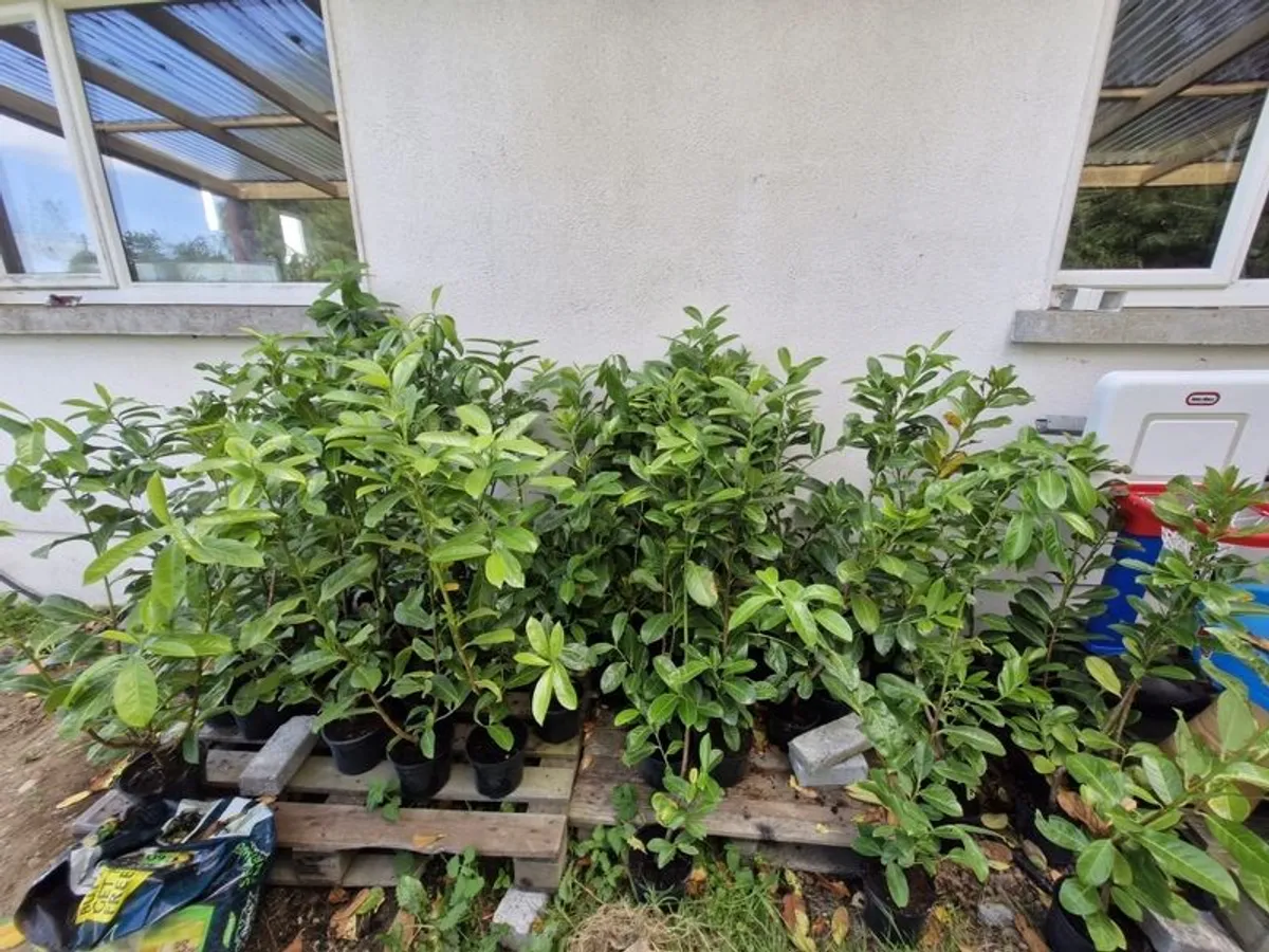 laurel hedging - Image 3