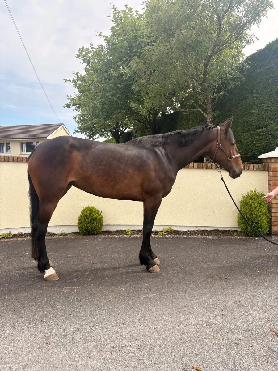 Horse - Image 4