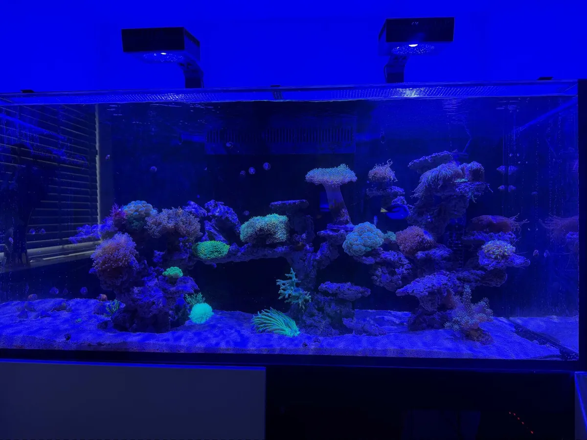 Salt water Aquarium tank - Image 4