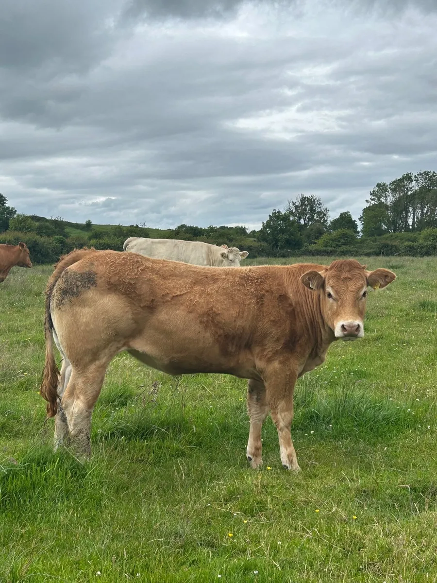 2 Pedigree Limousin Maiden Heifers - Image 1