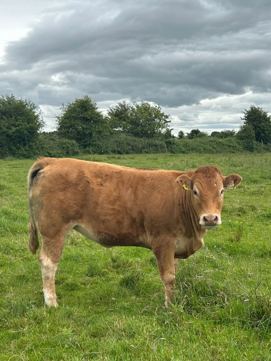 2 Pedigree Limousin Maiden Heifers - Image 4
