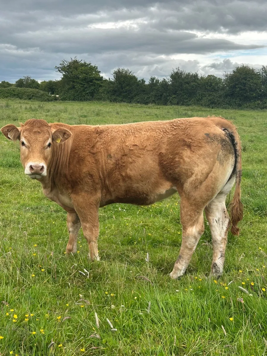 2 Pedigree Limousin Maiden Heifers - Image 2