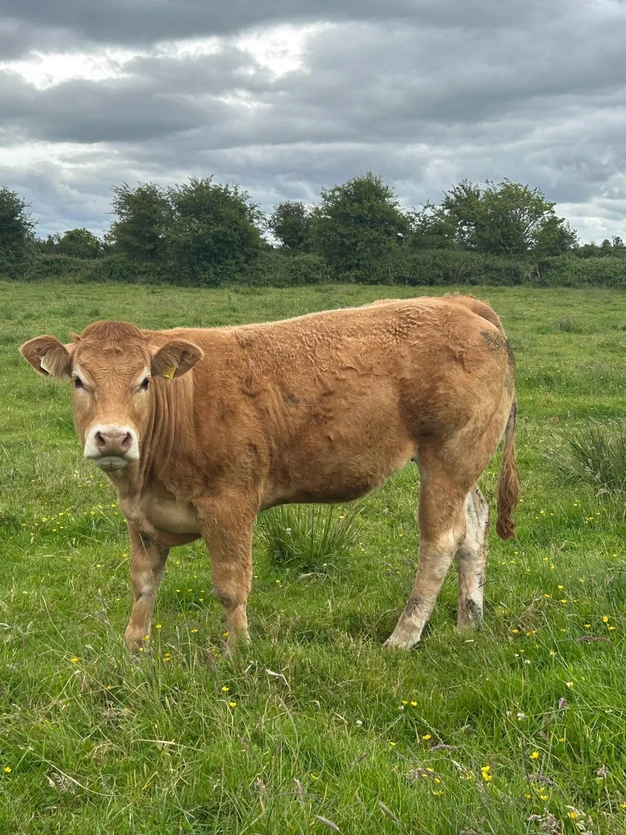 2 Pedigree Limousin Maiden Heifers - Image 3