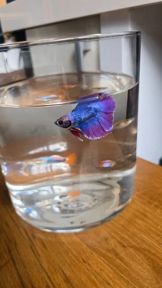 Fish tank - Image 2
