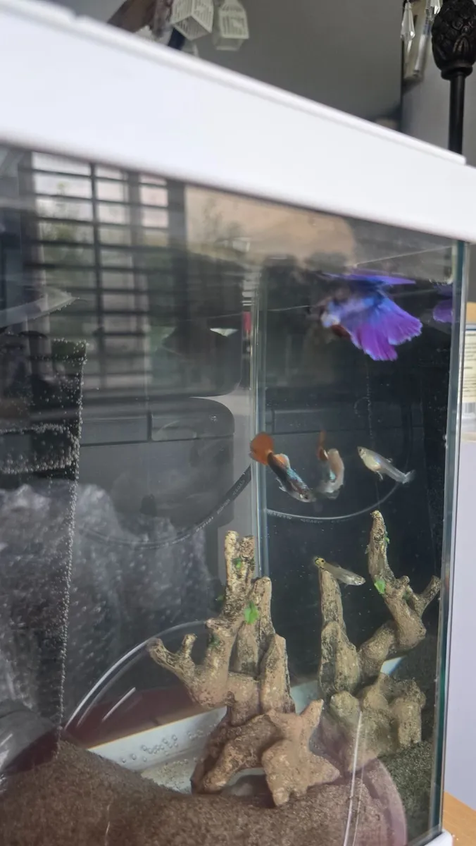 Fish tank - Image 3