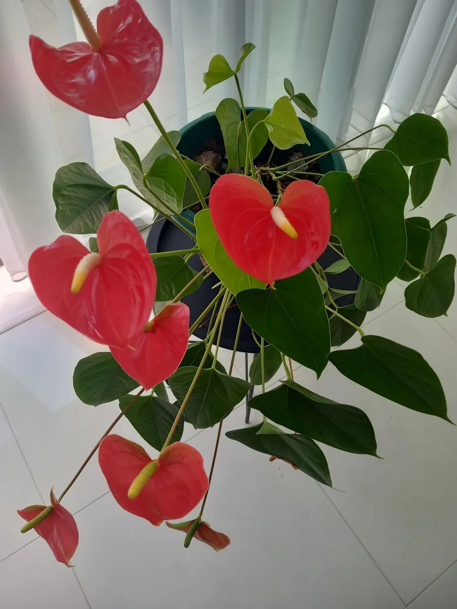 Flamingo indoor plant - Image 2