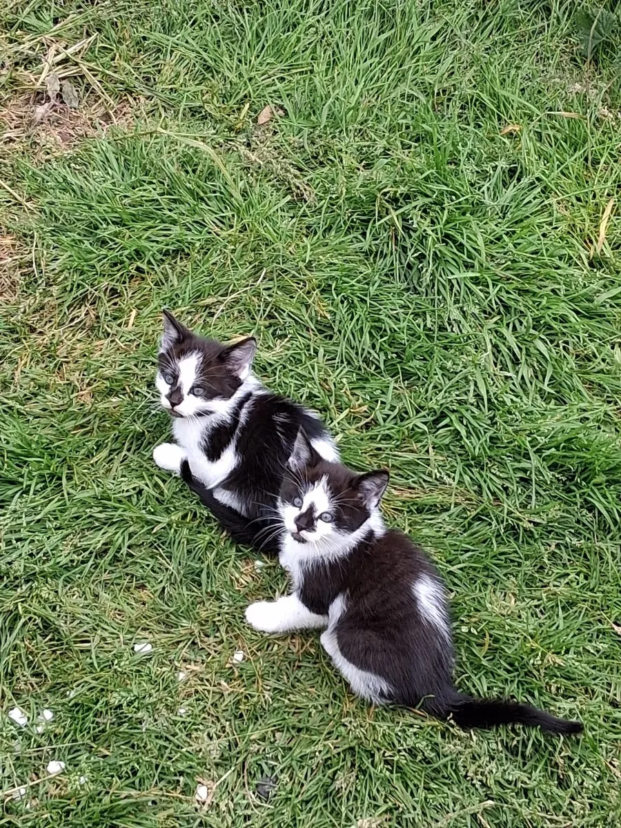 Kittens - Image 1