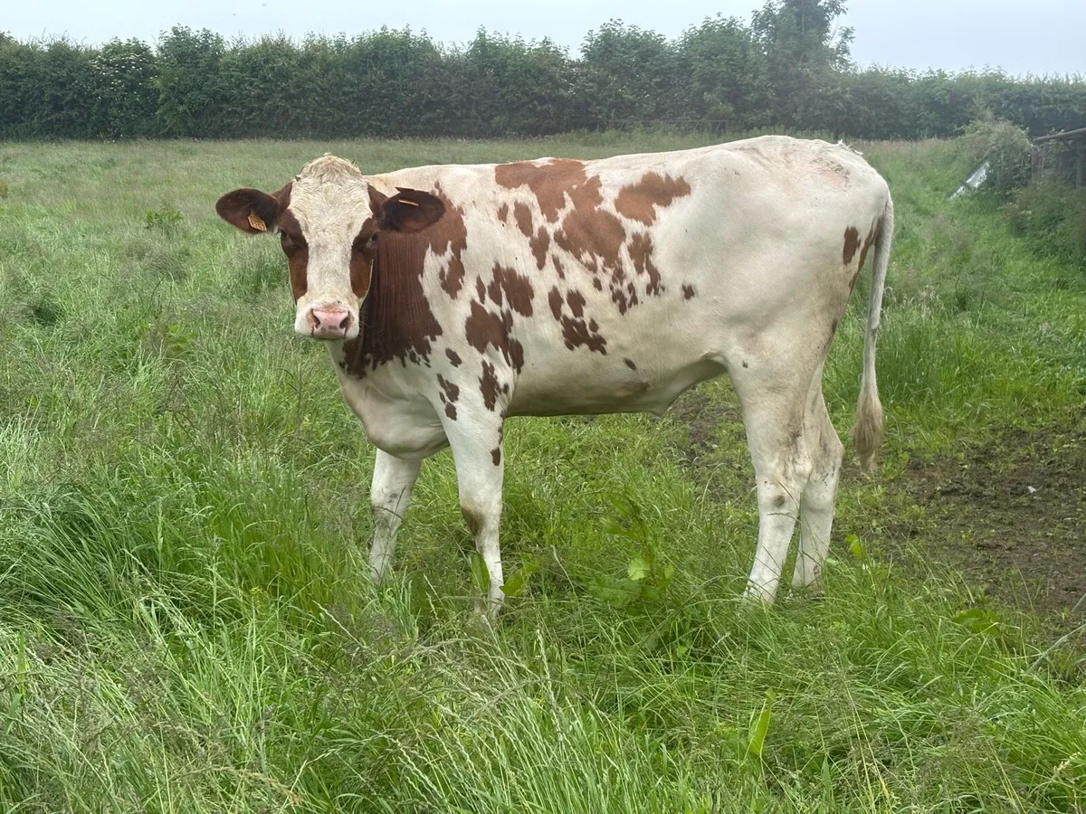 Hols autumn calving heifers - Image 3
