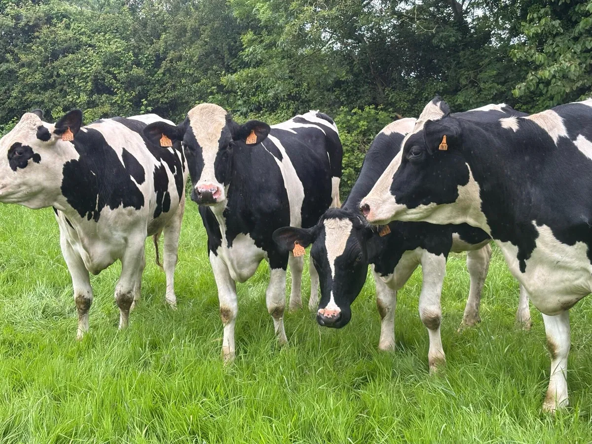 Hols autumn calving heifers - Image 4