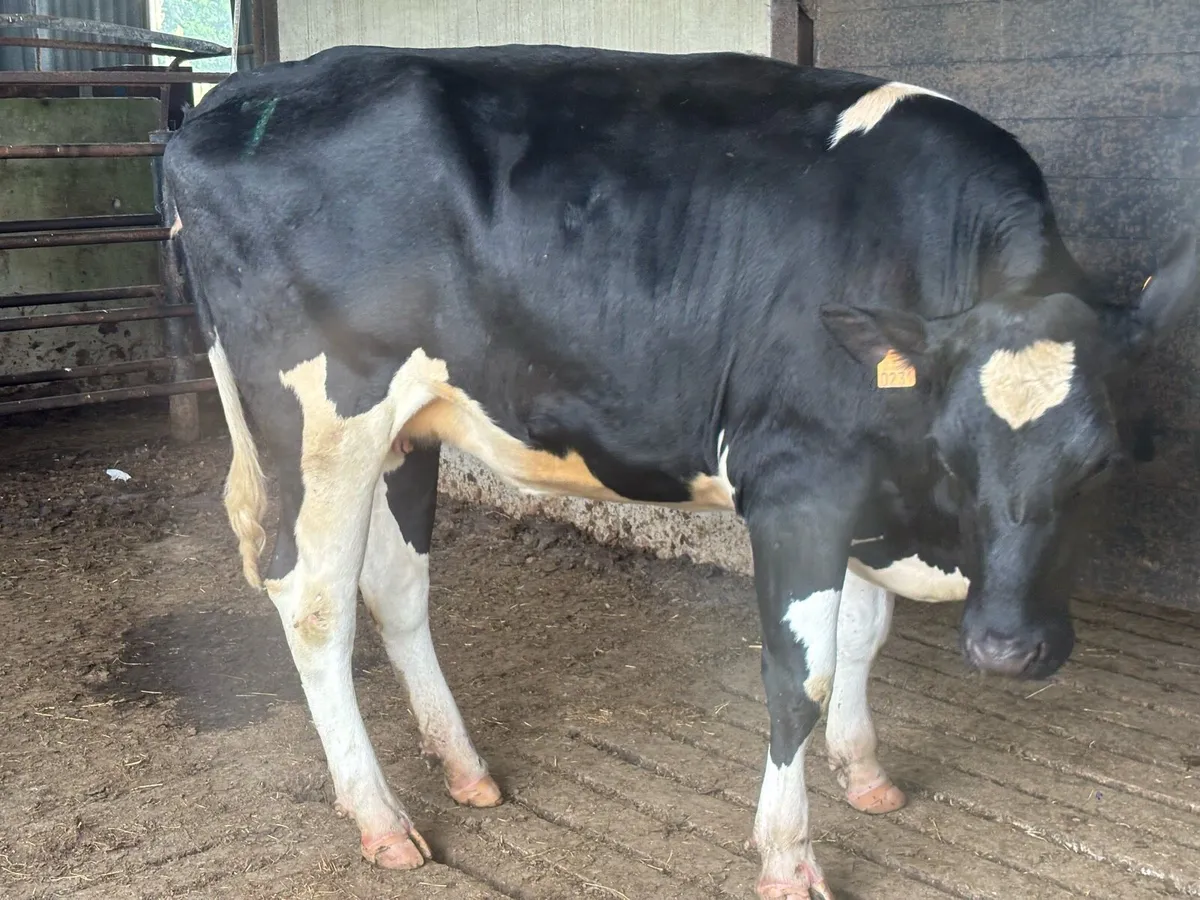 Hols autumn calving heifers - Image 2