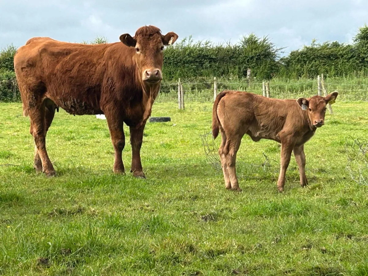 Super first calved limousine heifer - Image 2