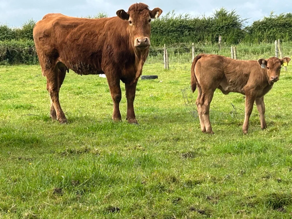 Super first calved limousine heifer - Image 3