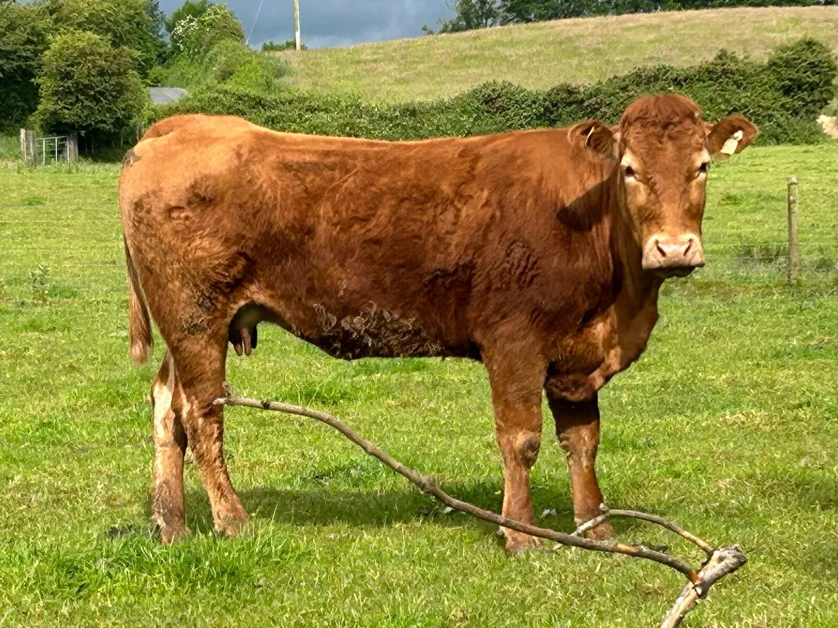 Super first calved limousine heifer - Image 4
