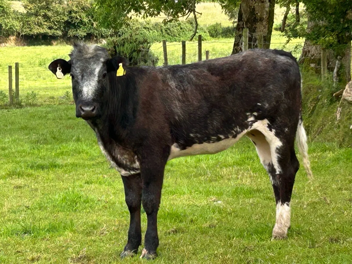 Smashing blue grey heifer - Image 1