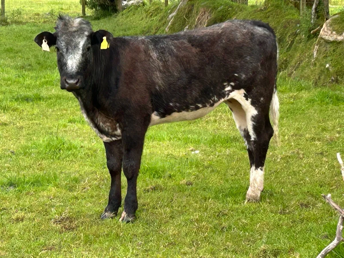 Smashing blue grey heifer - Image 2