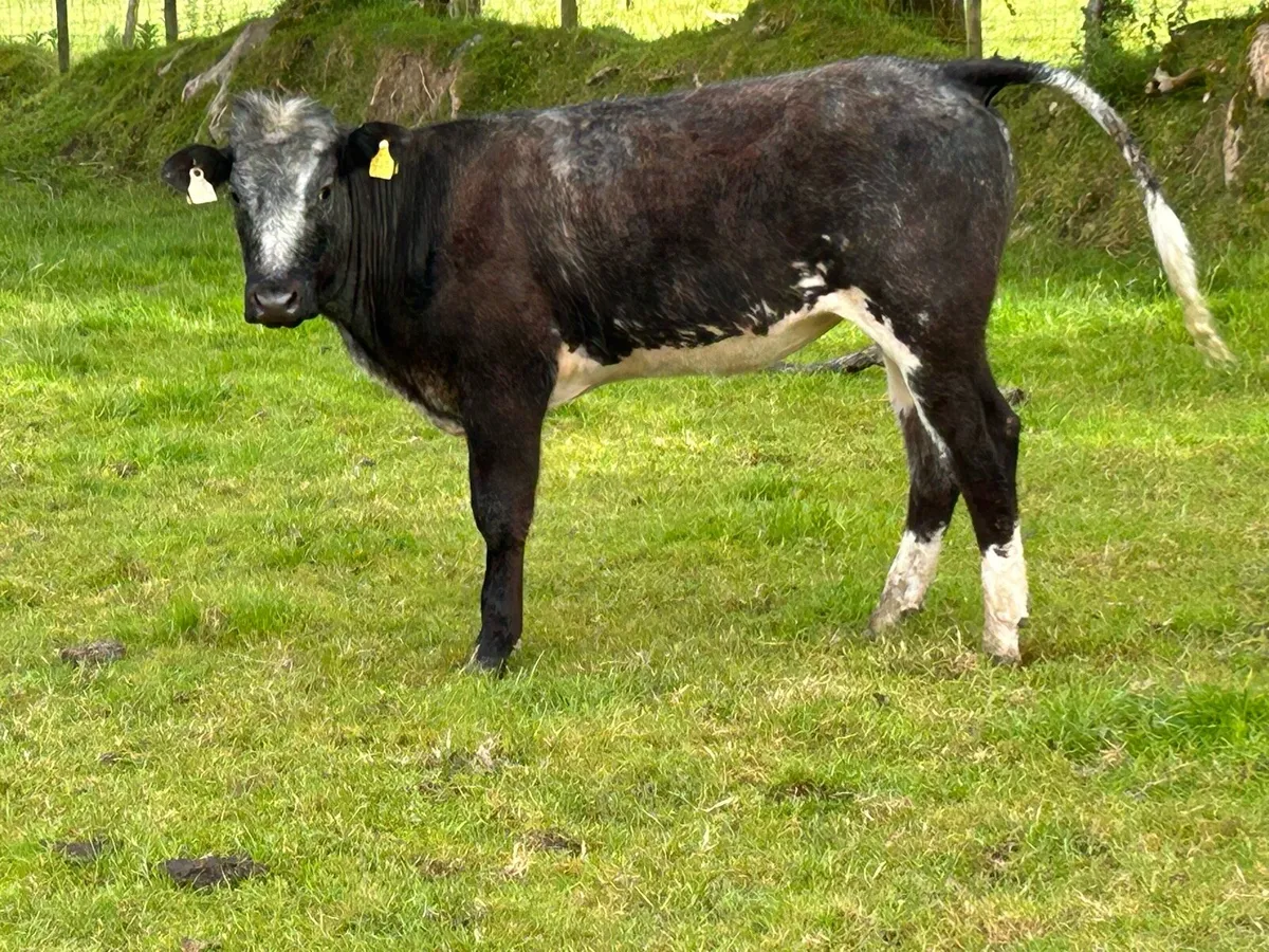 Smashing blue grey heifer - Image 3