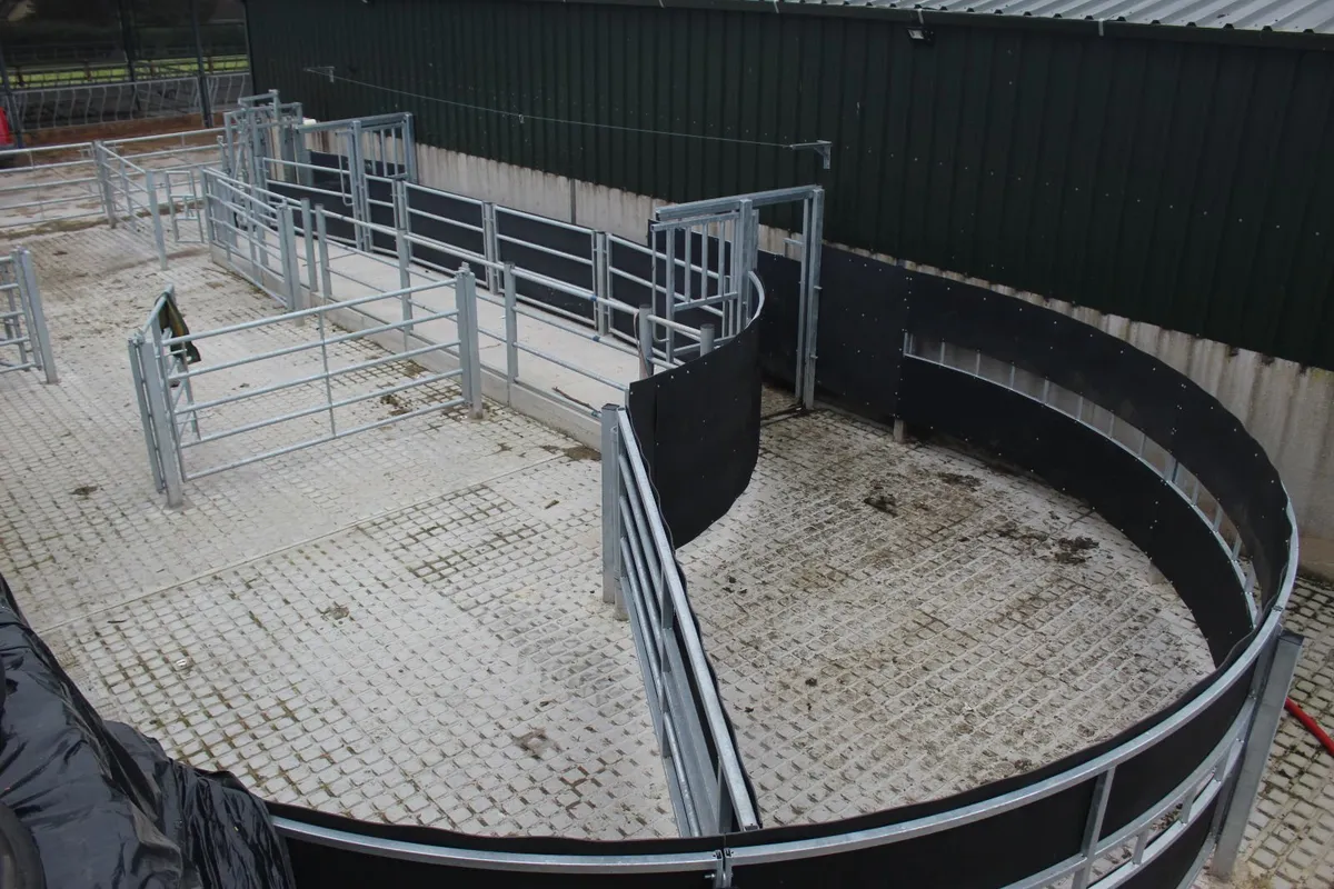 Cattle crush setups and yards - Image 2