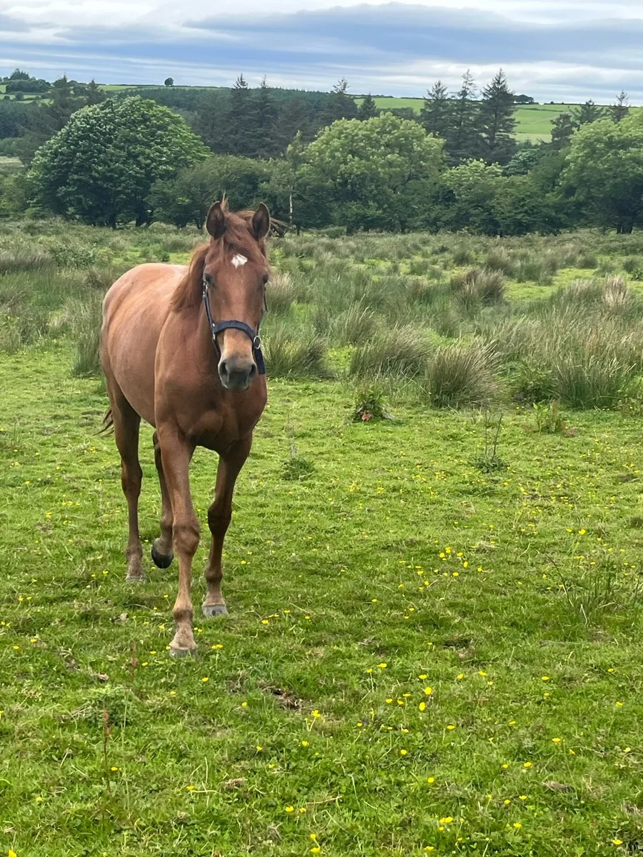 Ish filly - Image 1