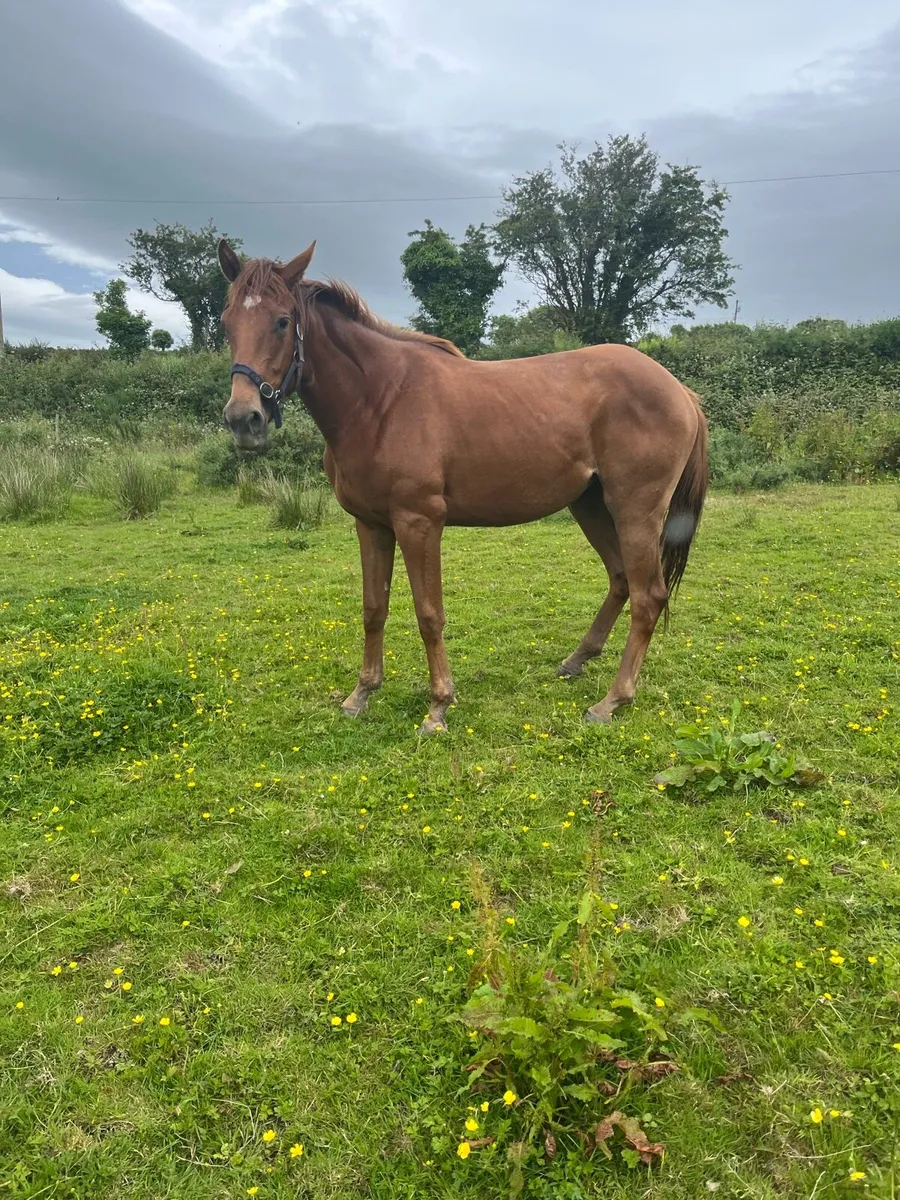 Ish filly - Image 2