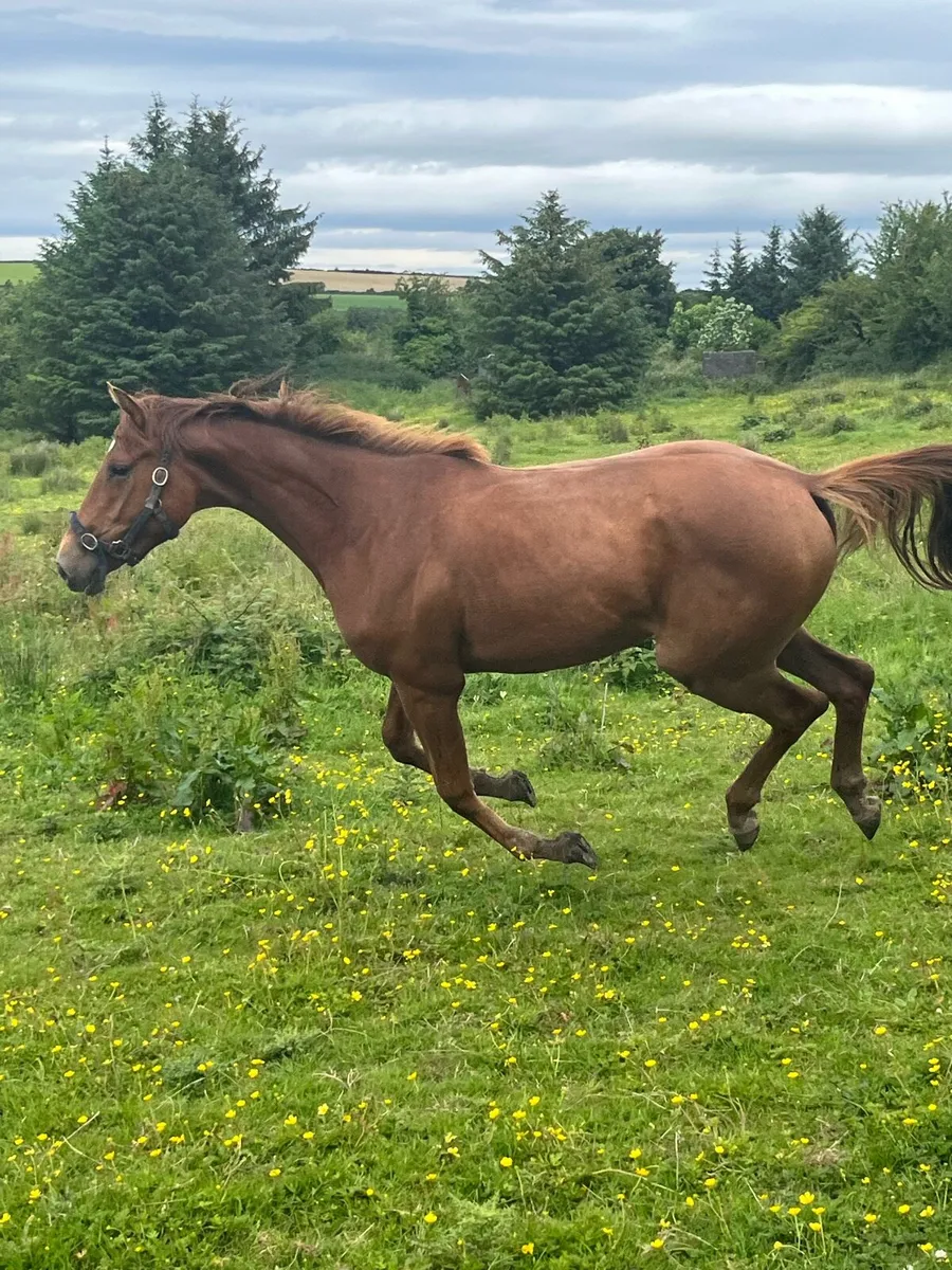 Ish filly - Image 3