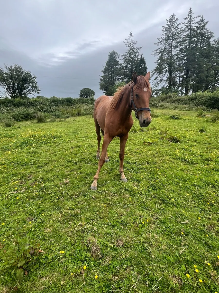 Ish filly - Image 4