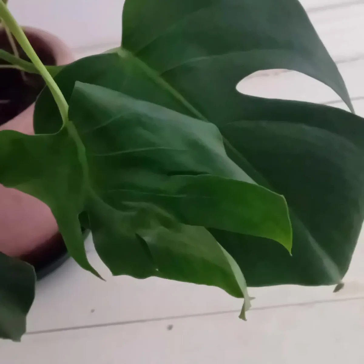 Large Monstera plants - Image 3