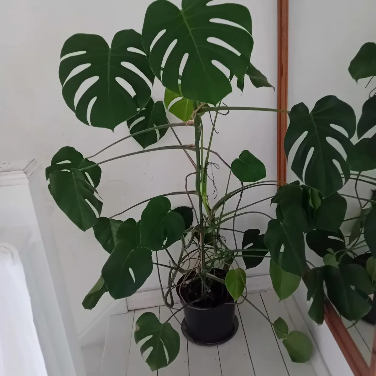 Large Monstera plants - Image 2