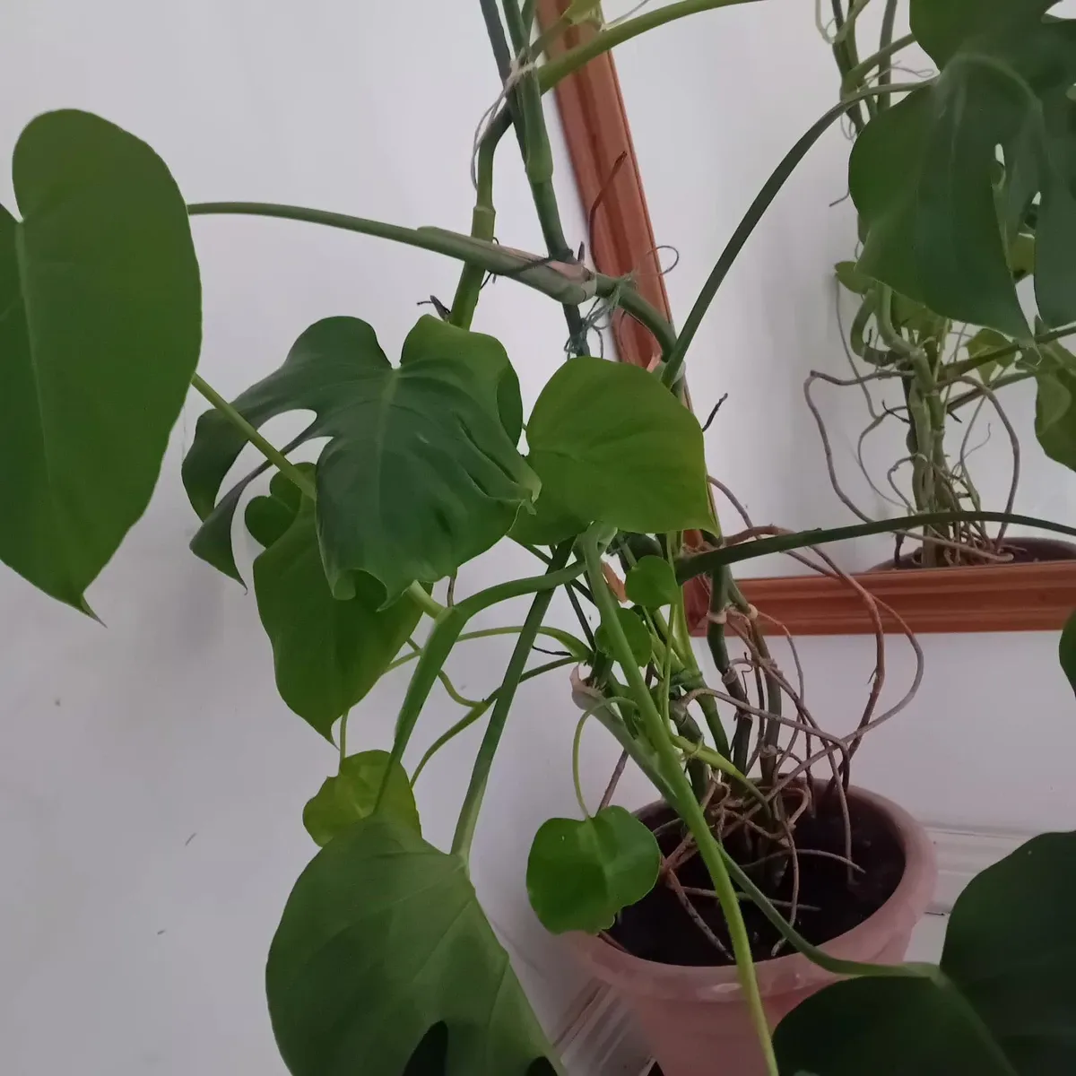 Large Monstera plants - Image 4