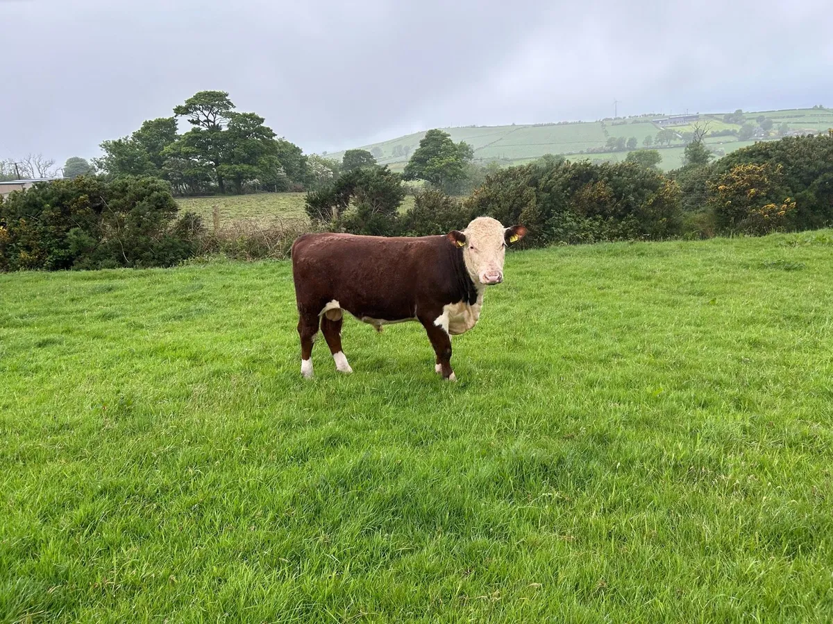 Hereford Bull - Image 2