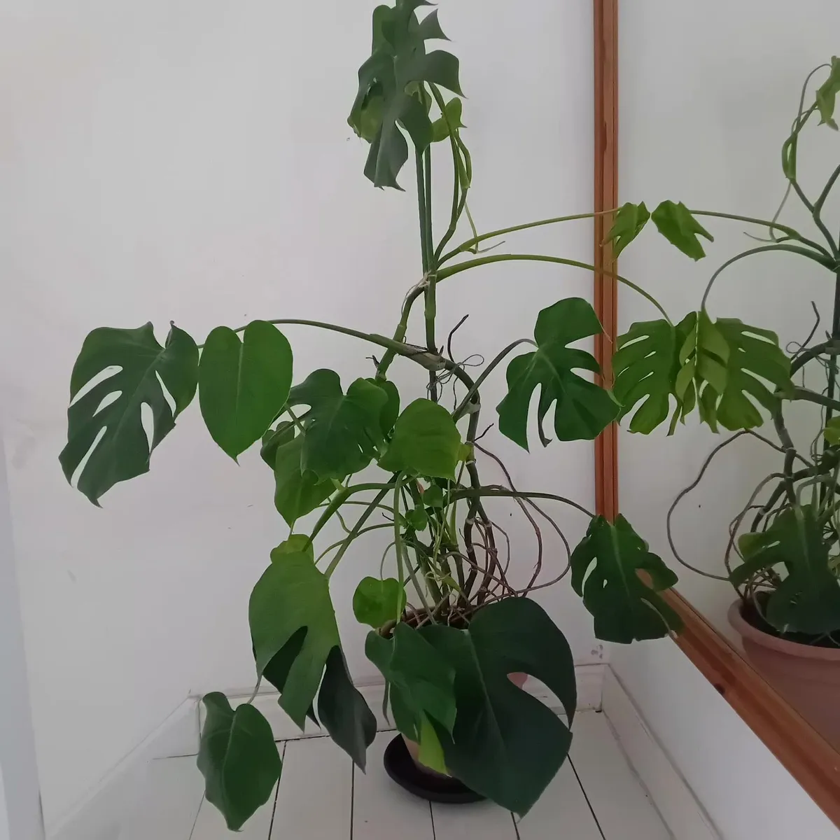 Large Monstera plants - Image 1