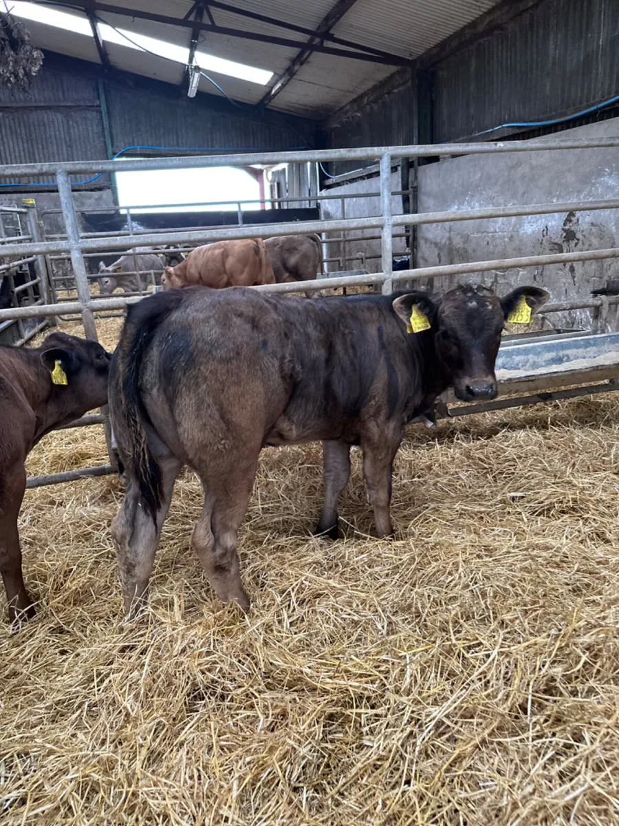 Lim show heifers - Image 1