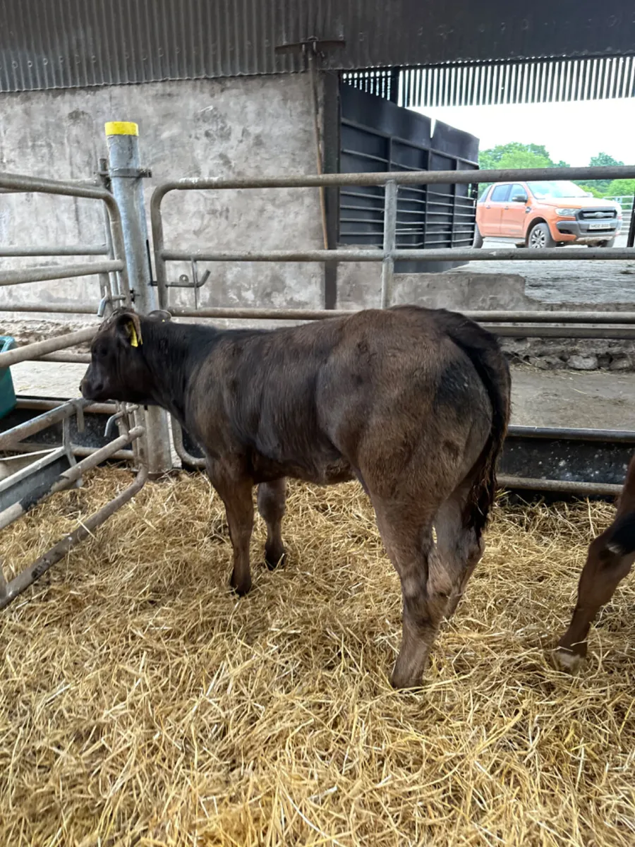 Lim show heifers - Image 2