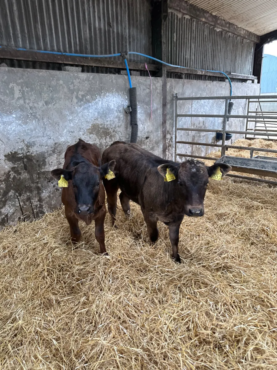Lim show heifers - Image 3