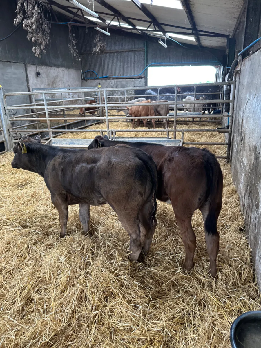 Lim show heifers - Image 4