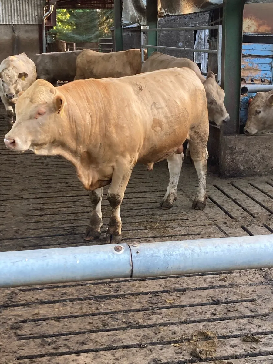 Charlaois bulls - Image 1