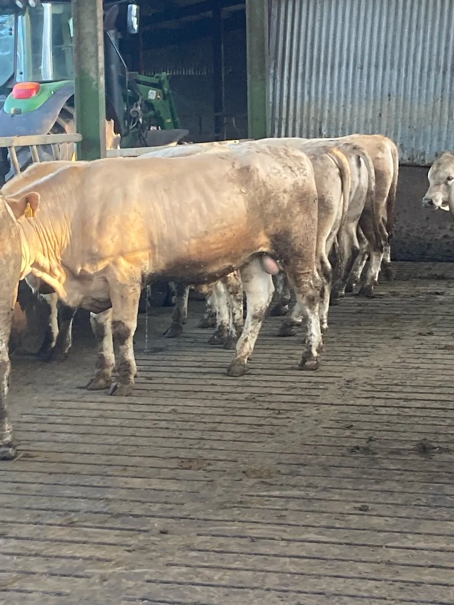 Charlaois bulls - Image 3