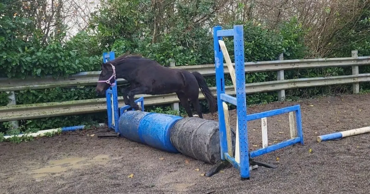 4 year old show pony - Image 2