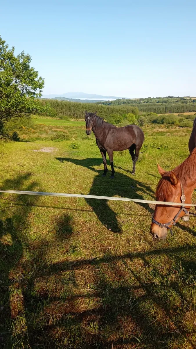 4 year old show pony - Image 1