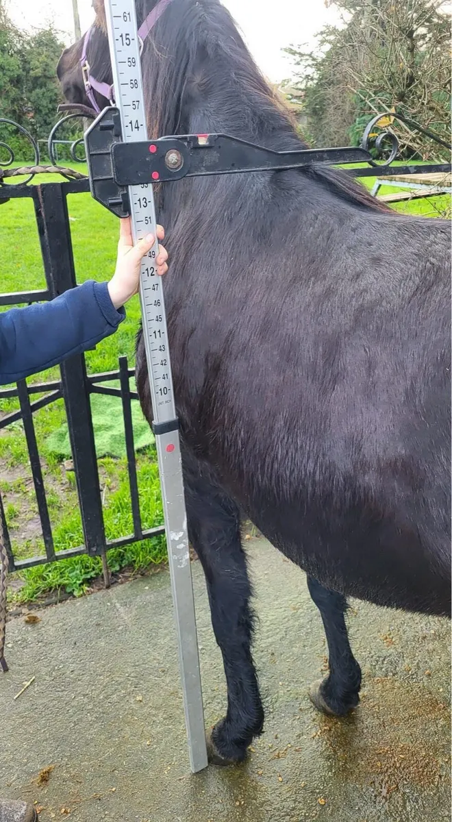 4 year old show pony - Image 3