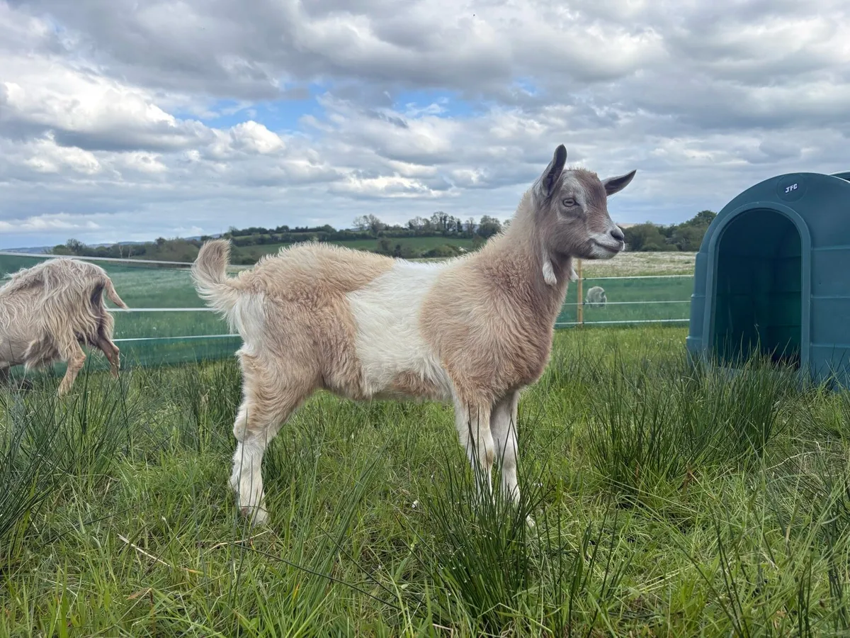 Selection of Toggenburg Dairy Goats - Image 3