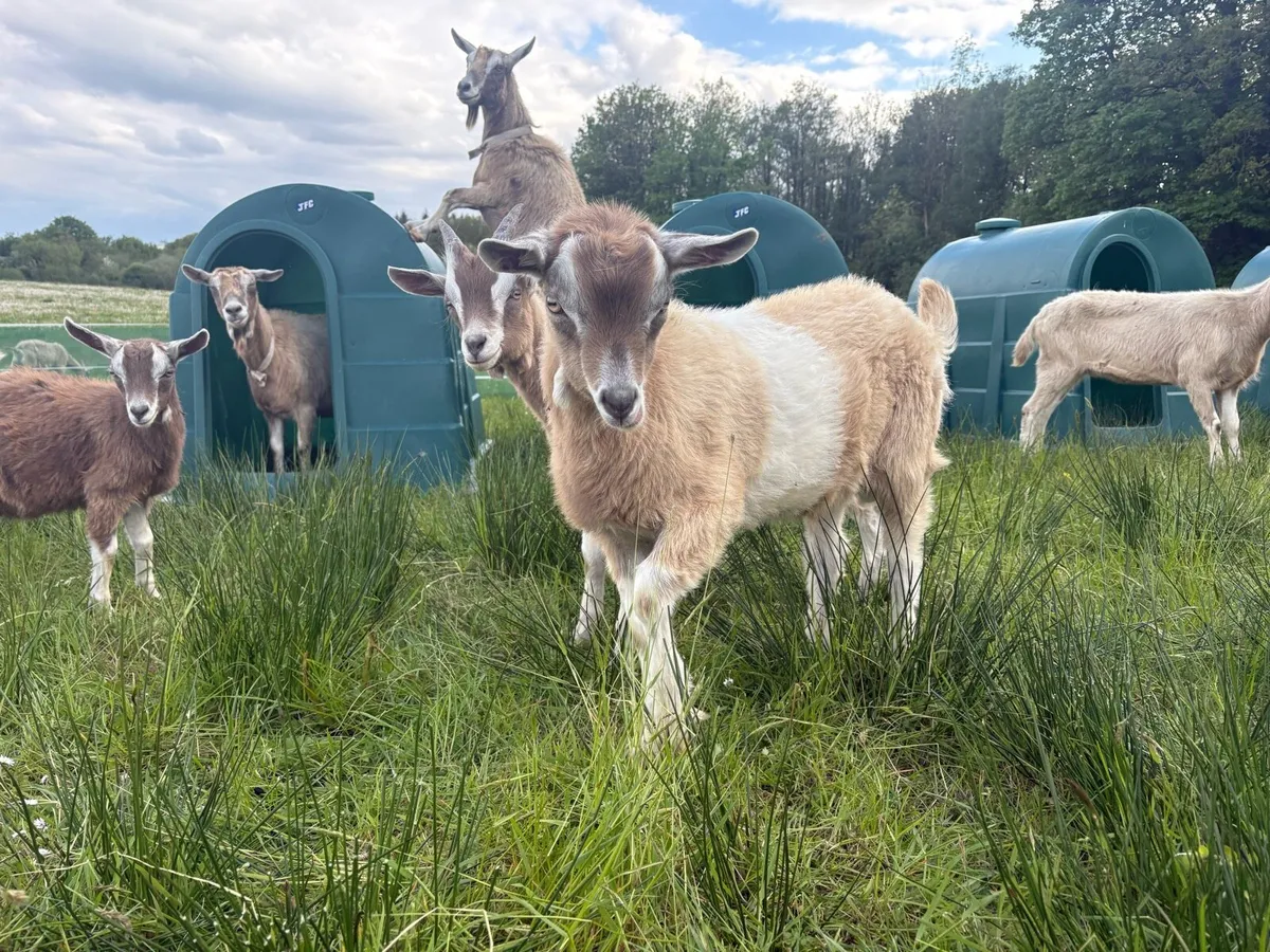 Selection of Toggenburg Dairy Goats - Image 4