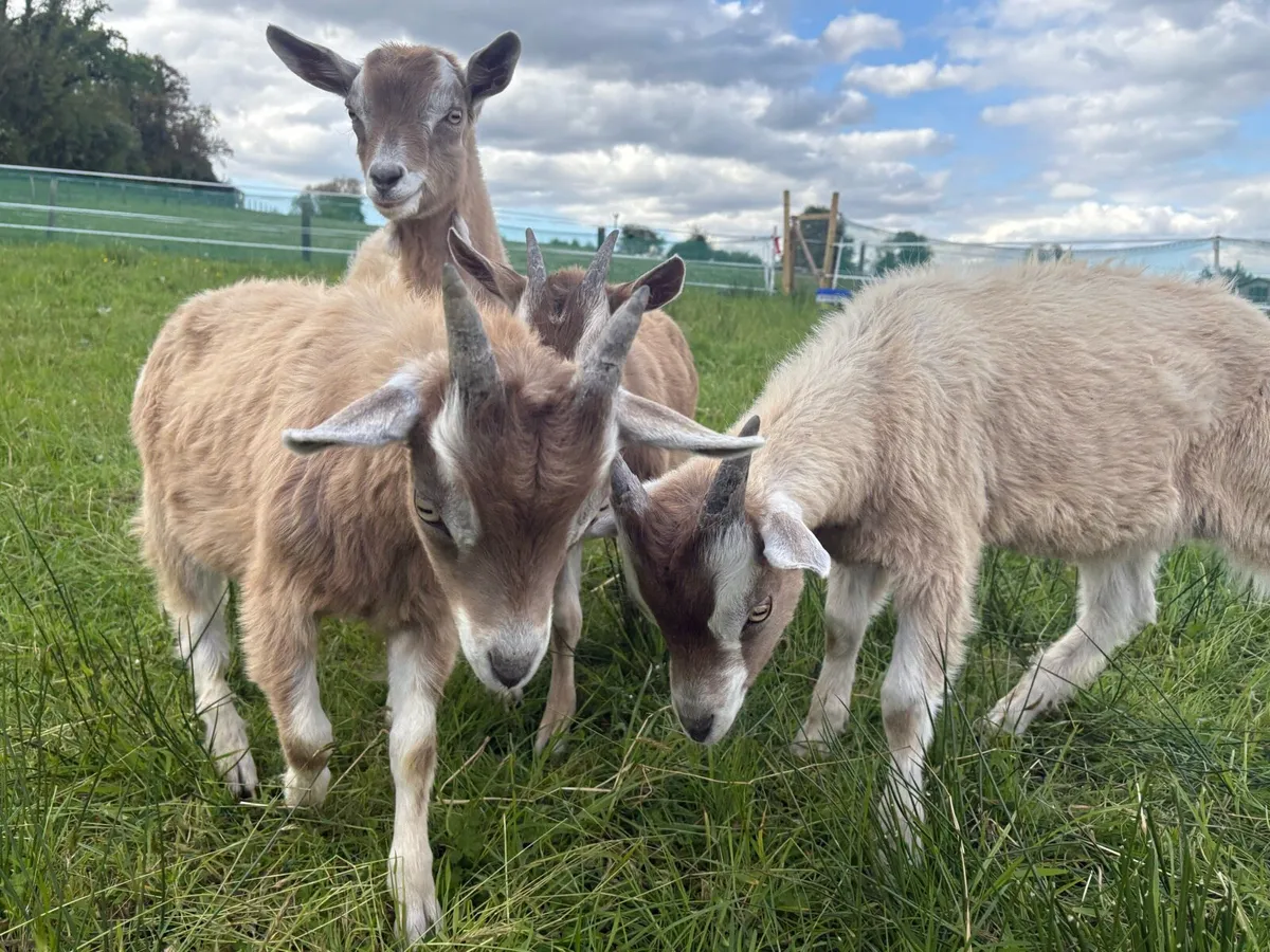 Selection of Toggenburg Dairy Goats - Image 2