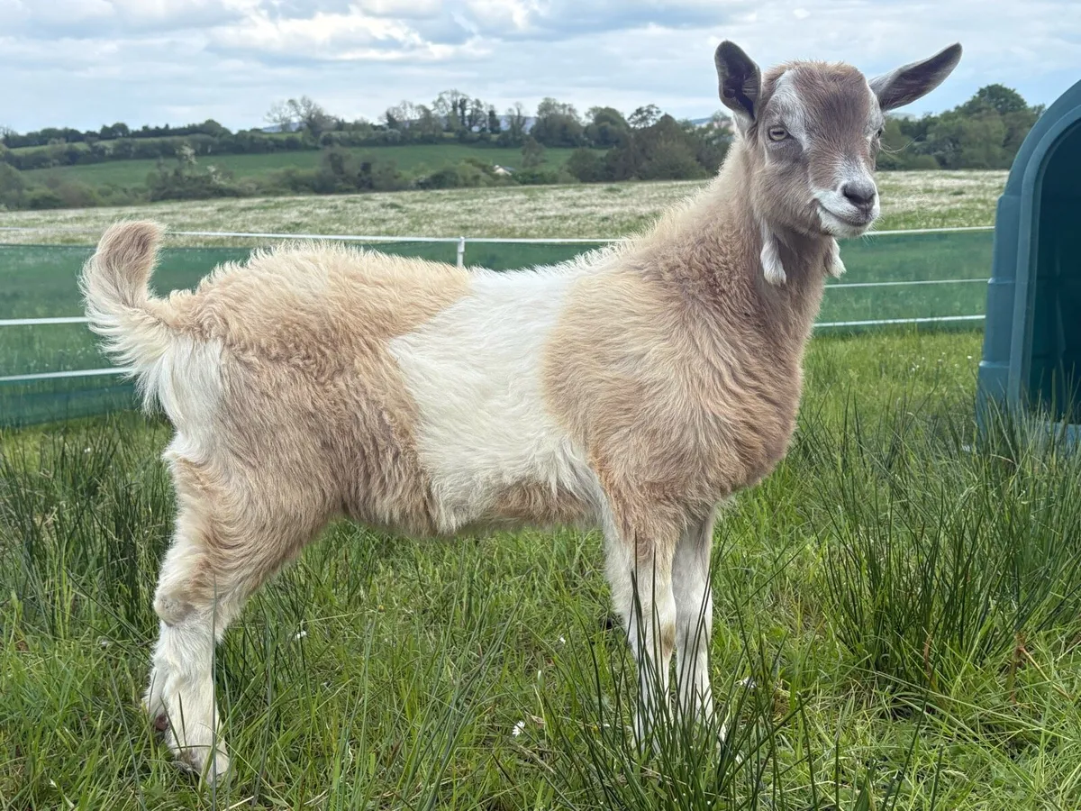 Selection of Toggenburg Dairy Goats - Image 1