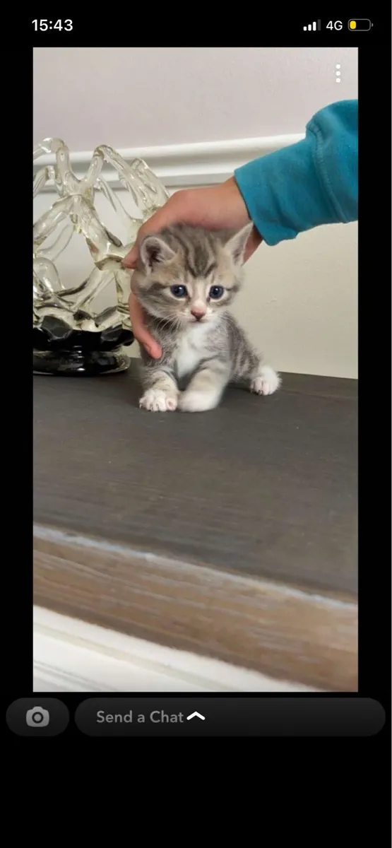 Kittens - Image 2