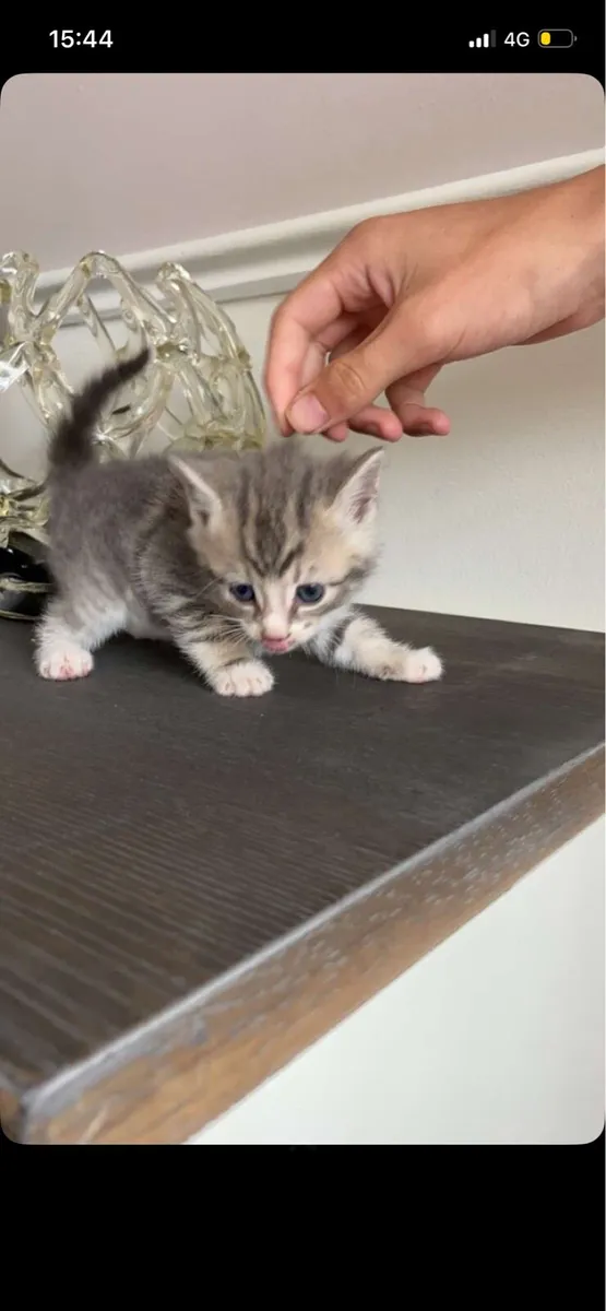 Kittens - Image 3