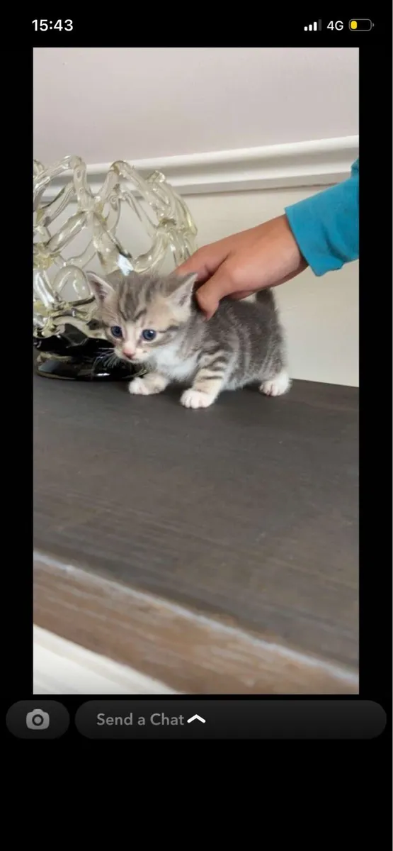 Kittens - Image 4