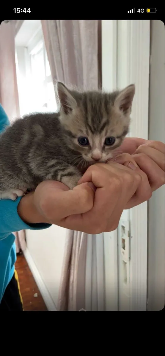 Kittens - Image 1