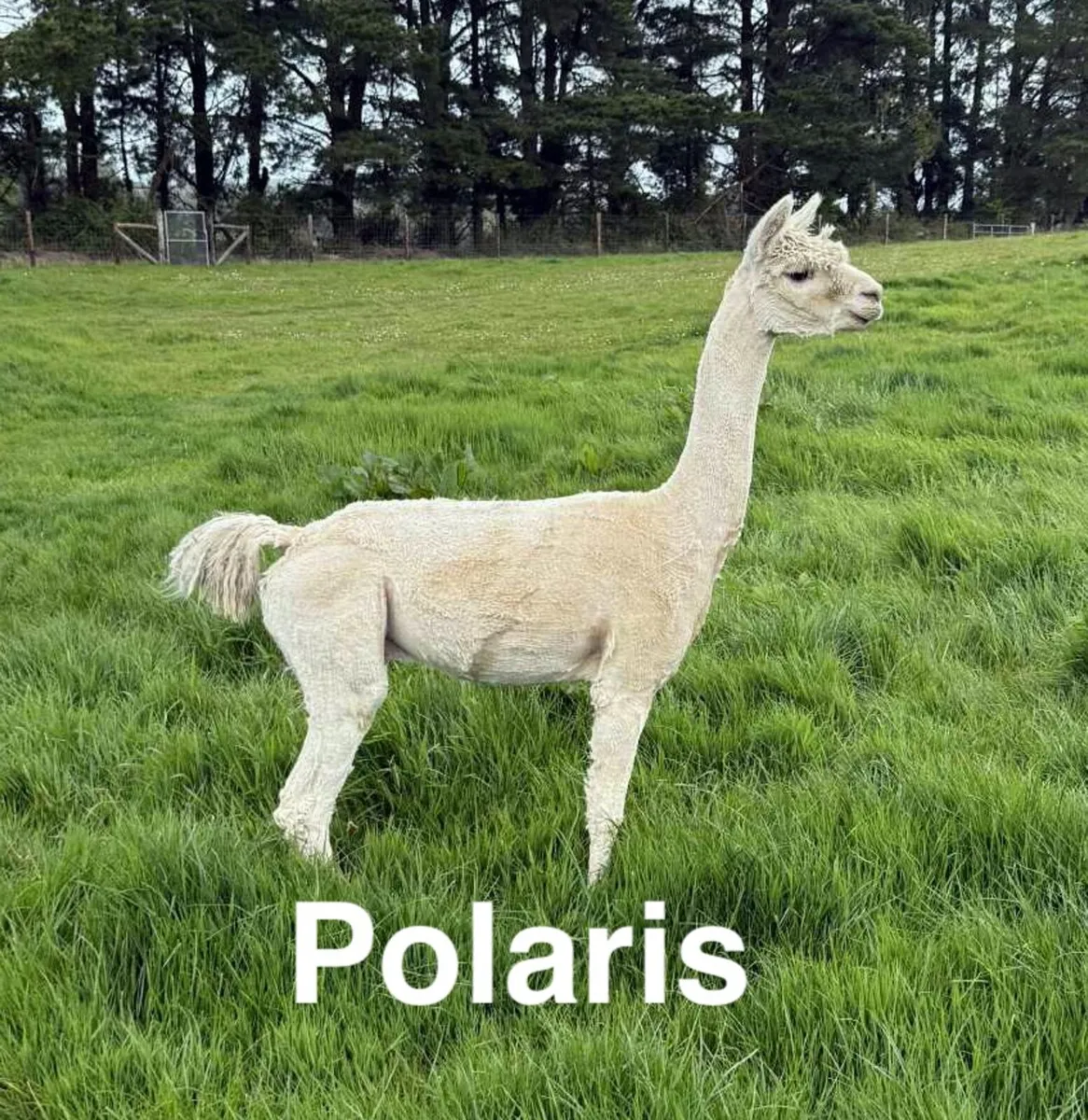 Alpacas - Premium Suri Studs Available - Image 4