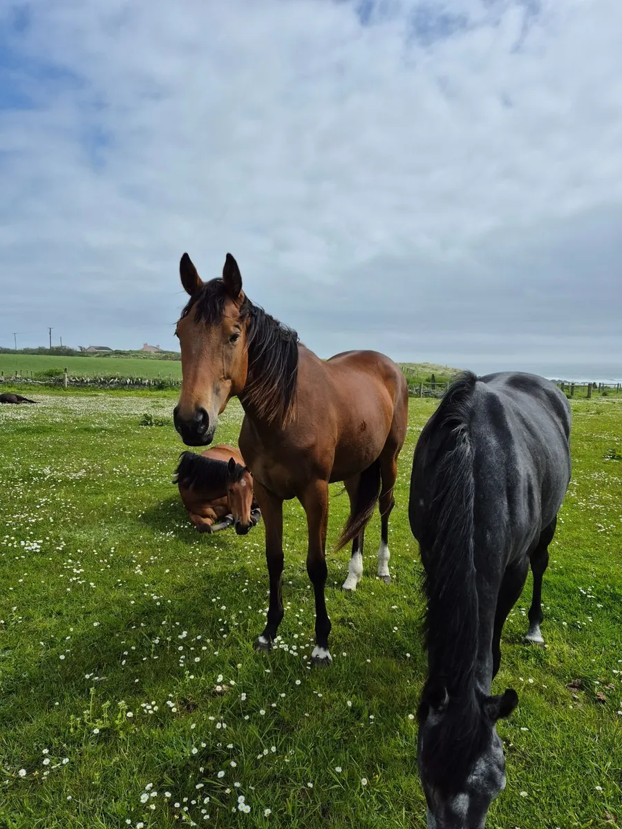Thoroughbred mare 2023 - Breemo - Image 1